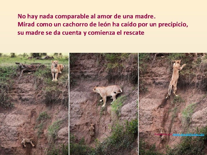 No hay nada comparable al amor de una madre. Mirad como un cachorro de