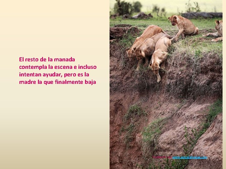 El resto de la manada contempla la escena e incluso intentan ayudar, pero es