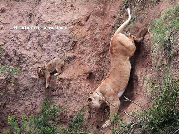 El cachorro está asustado 
