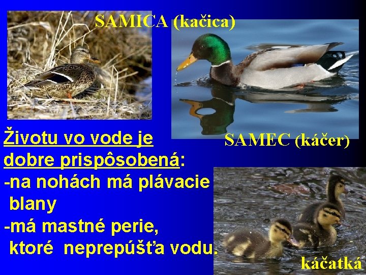 SAMICA (kačica) Životu vo vode je SAMEC (káčer) dobre prispôsobená: -na nohách má plávacie