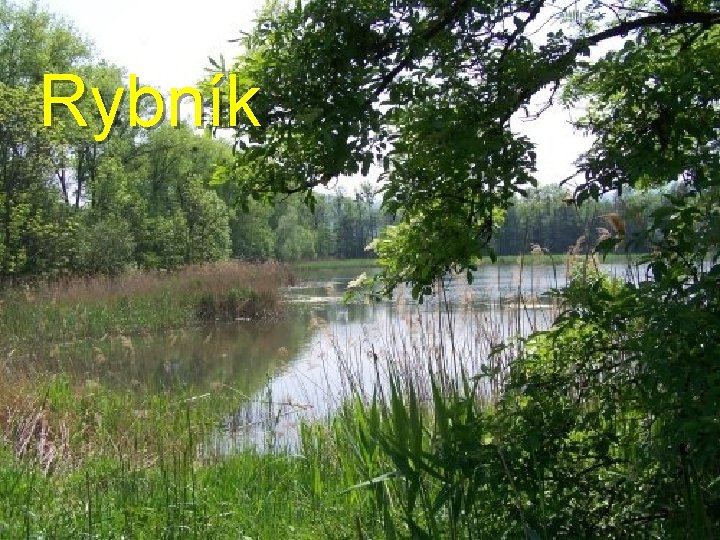 Rybník 