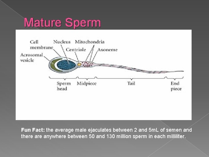 Mature Sperm Fun Fact: the average male ejaculates between 2 and 5 m. L