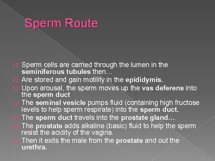 Sperm Route � � � � Sperm cells are carried through the lumen in