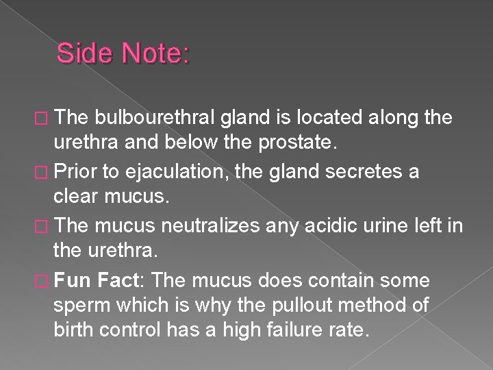 Side Note: � The bulbourethral gland is located along the urethra and below the