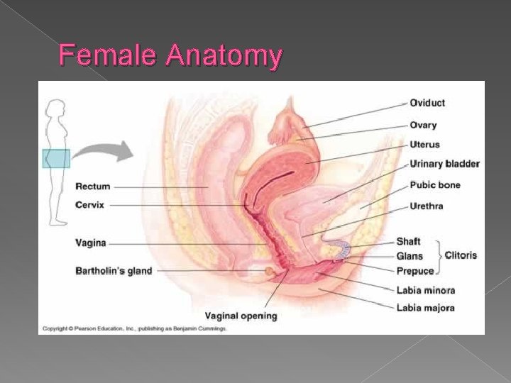 Female Anatomy 