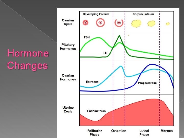 Hormone Changes 