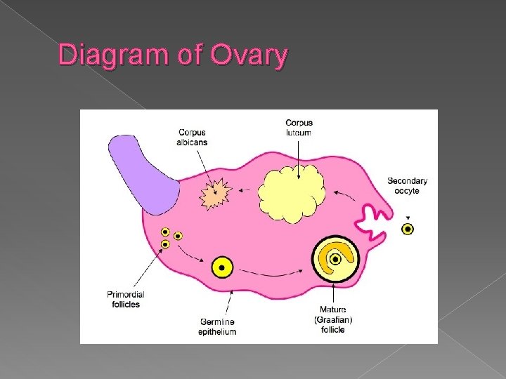 Diagram of Ovary 