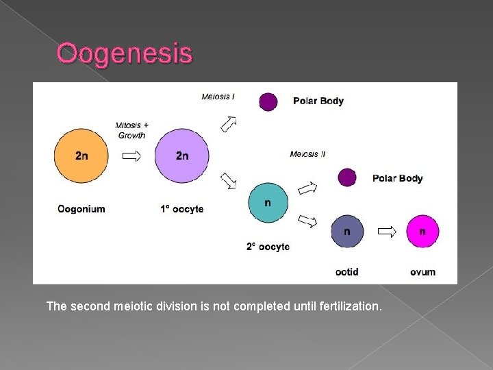 Oogenesis The second meiotic division is not completed until fertilization. 