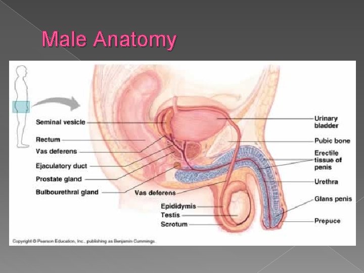 Male Anatomy 