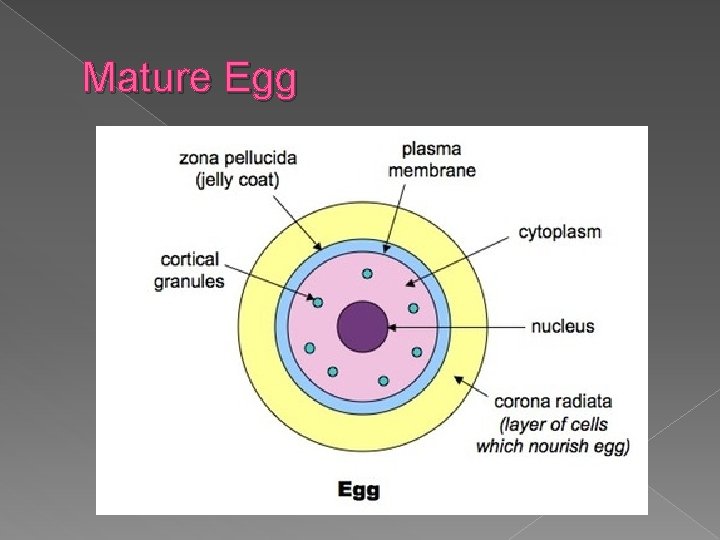 Mature Egg 