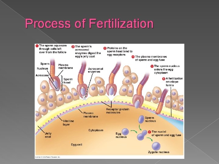 Process of Fertilization 