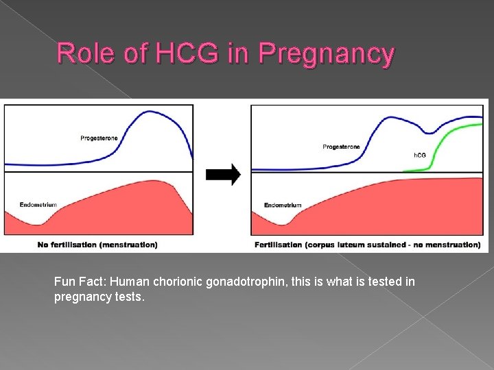 Role of HCG in Pregnancy Fun Fact: Human chorionic gonadotrophin, this is what is