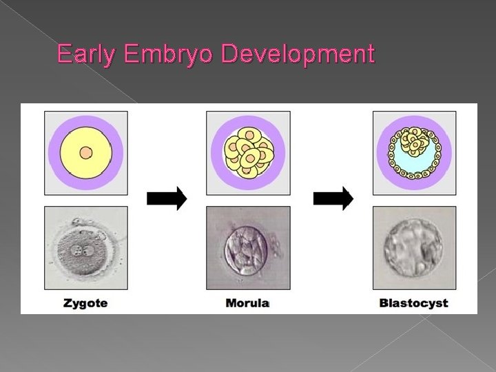 Early Embryo Development 
