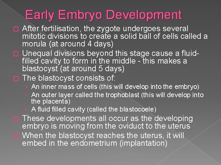 Early Embryo Development After fertilisation, the zygote undergoes several mitotic divisions to create a