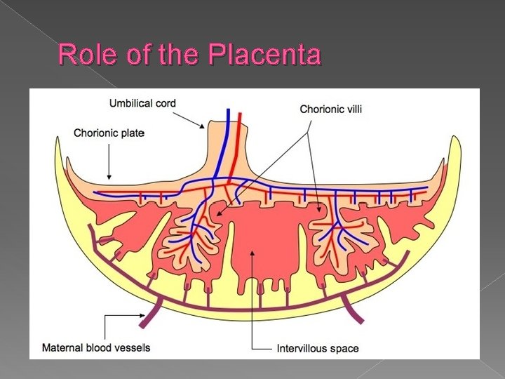 Role of the Placenta 