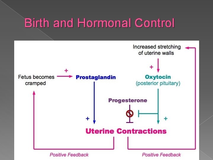 Birth and Hormonal Control 