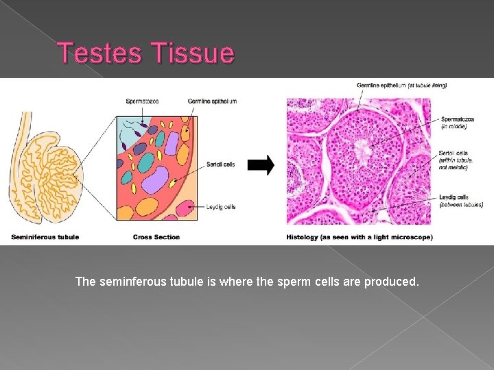 Testes Tissue The seminferous tubule is where the sperm cells are produced. 