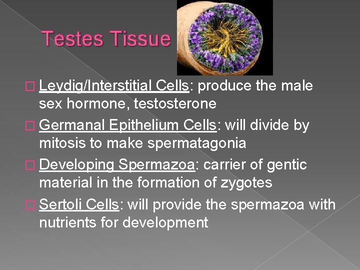 Testes Tissue � Leydig/Interstitial Cells: produce the male sex hormone, testosterone � Germanal Epithelium