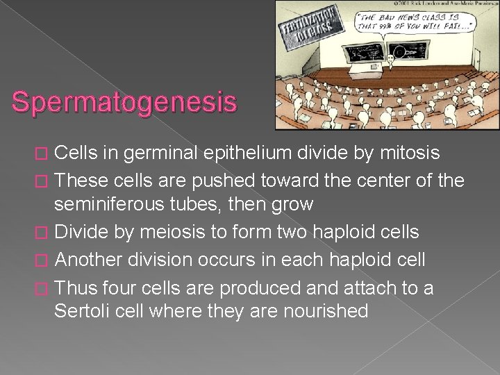 Spermatogenesis Cells in germinal epithelium divide by mitosis � These cells are pushed toward