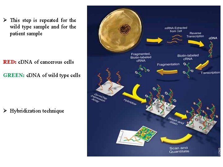 Ø This step is repeated for the wild type sample and for the patient