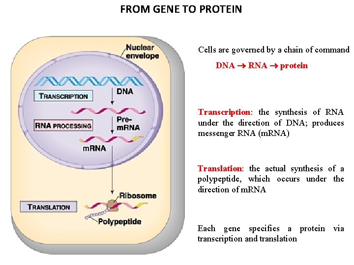 FROM GENE TO PROTEIN Cells are governed by a chain of command DNA RNA