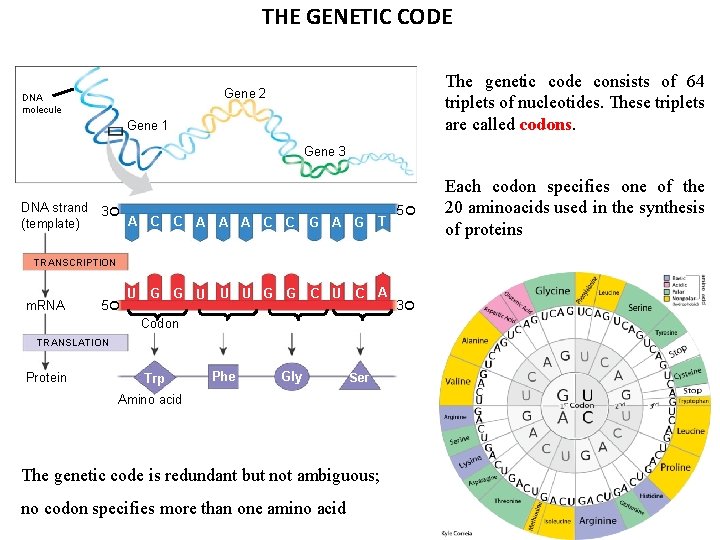 THE GENETIC CODE The genetic code consists of 64 triplets of nucleotides. These triplets