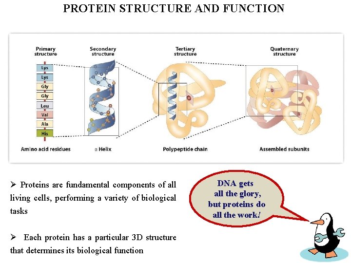 PROTEIN STRUCTURE AND FUNCTION Ø Proteins are fundamental components of all living cells, performing