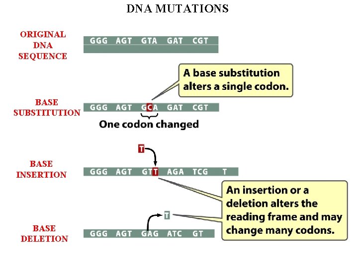 DNA MUTATIONS ORIGINAL DNA SEQUENCE BASE SUBSTITUTION BASE INSERTION BASE DELETION 