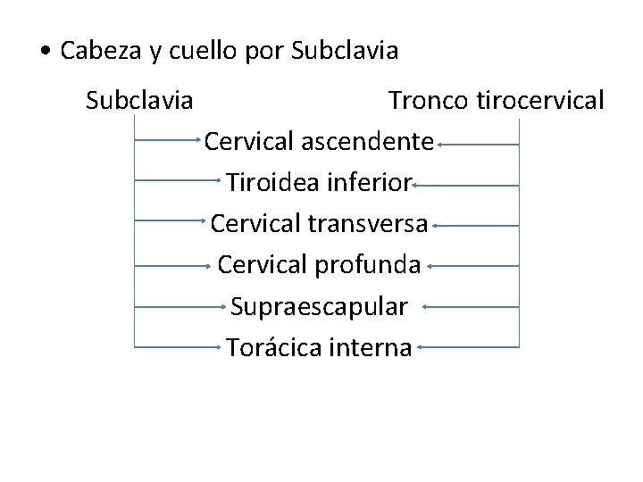 • Cabeza y cuello por Subclavia Tronco tirocervical Cervical ascendente Tiroidea inferior Cervical • Cabeza y cuello por Subclavia Tronco tirocervical Cervical ascendente Tiroidea inferior Cervical