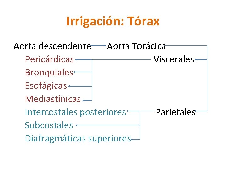 Irrigación: Tórax Aorta descendente Aorta Torácica Pericárdicas Viscerales Bronquiales Esofágicas Mediastínicas Intercostales posteriores Parietales Irrigación: Tórax Aorta descendente Aorta Torácica Pericárdicas Viscerales Bronquiales Esofágicas Mediastínicas Intercostales posteriores Parietales