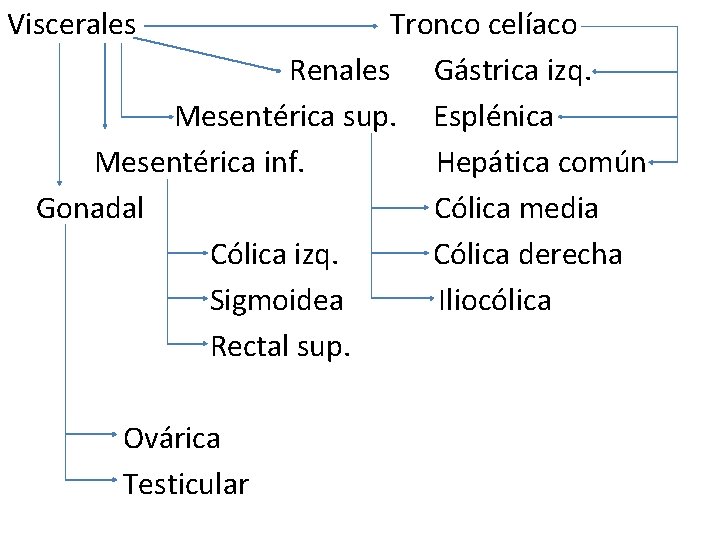 Viscerales Tronco celíaco Renales Gástrica izq. Mesentérica sup. Esplénica Mesentérica inf. Hepática común Gonadal Viscerales Tronco celíaco Renales Gástrica izq. Mesentérica sup. Esplénica Mesentérica inf. Hepática común Gonadal
