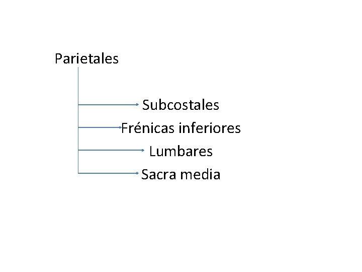 Parietales Subcostales Frénicas inferiores Lumbares Sacra media Parietales Subcostales Frénicas inferiores Lumbares Sacra media