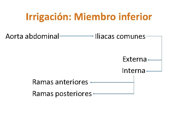Irrigación: Miembro inferior Aorta abdominal Iliacas comunes Externa Interna Ramas anteriores Ramas posteriores Irrigación: Miembro inferior Aorta abdominal Iliacas comunes Externa Interna Ramas anteriores Ramas posteriores