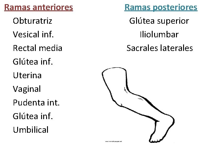 Ramas anteriores Obturatriz Vesical inf. Rectal media Glútea inf. Uterina Vaginal Pudenta int. Glútea Ramas anteriores Obturatriz Vesical inf. Rectal media Glútea inf. Uterina Vaginal Pudenta int. Glútea