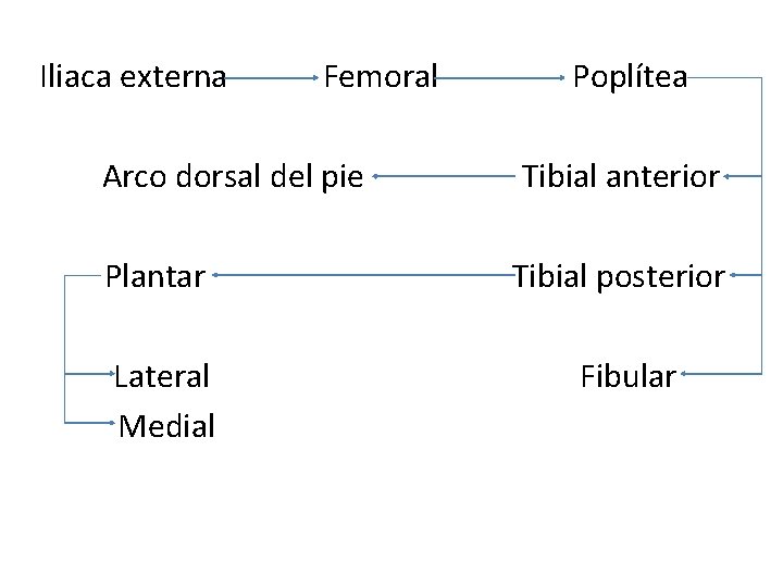 Iliaca externa Femoral Poplítea Arco dorsal del pie Tibial anterior Plantar Tibial posterior Lateral Iliaca externa Femoral Poplítea Arco dorsal del pie Tibial anterior Plantar Tibial posterior Lateral