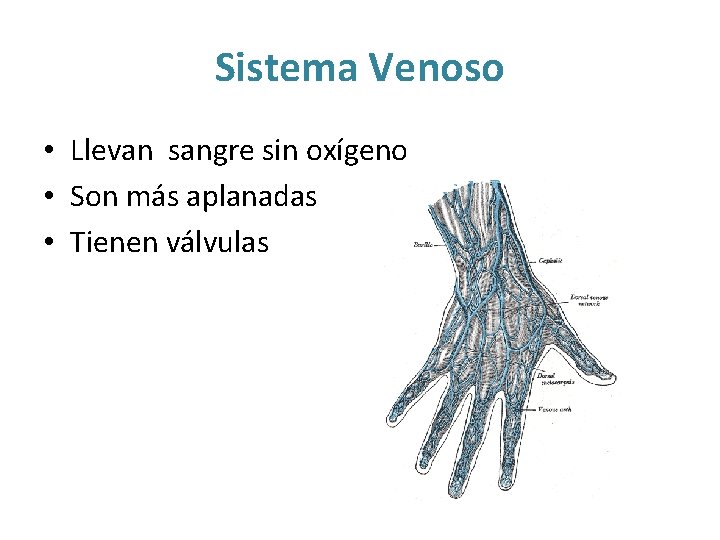 Sistema Venoso • Llevan sangre sin oxígeno • Son más aplanadas • Tienen válvulas Sistema Venoso • Llevan sangre sin oxígeno • Son más aplanadas • Tienen válvulas