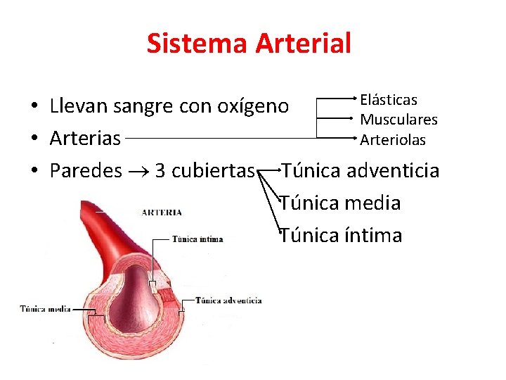 Sistema Arterial Elásticas • Llevan sangre con oxígeno Musculares • Arterias Arteriolas • Paredes Sistema Arterial Elásticas • Llevan sangre con oxígeno Musculares • Arterias Arteriolas • Paredes