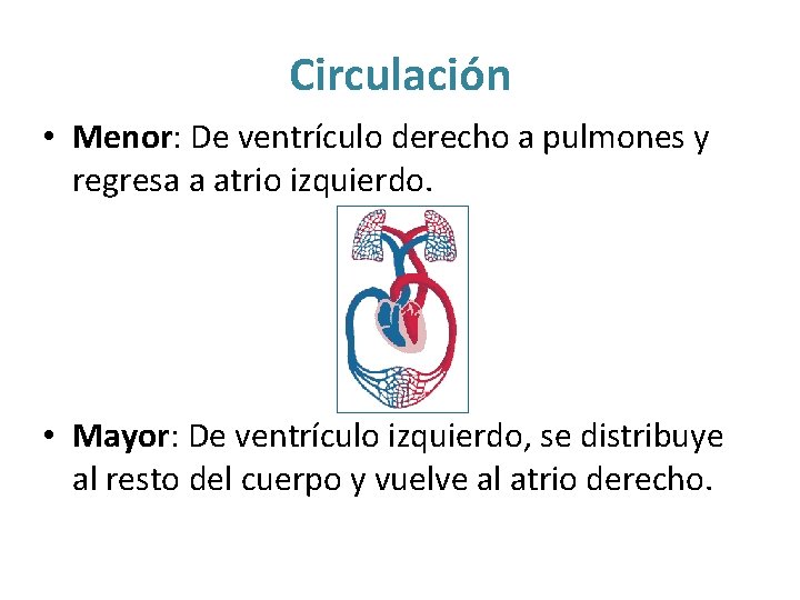 Circulación • Menor: De ventrículo derecho a pulmones y regresa a atrio izquierdo. • Circulación • Menor: De ventrículo derecho a pulmones y regresa a atrio izquierdo. •