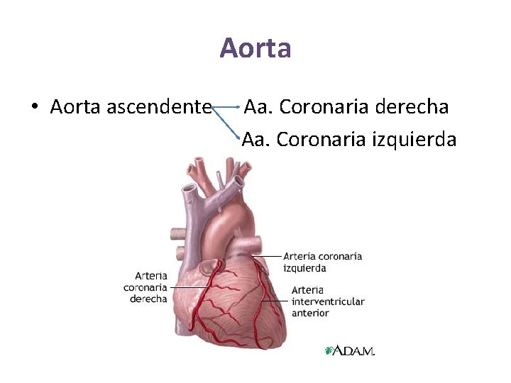 Aorta • Aorta ascendente Aa. Coronaria derecha Aa. Coronaria izquierda Aorta • Aorta ascendente Aa. Coronaria derecha Aa. Coronaria izquierda