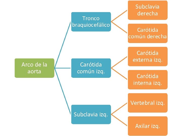 Tronco braquiocefálico Arco de la aorta Carótida común izq. Subclavia derecha Carótida común derecha Tronco braquiocefálico Arco de la aorta Carótida común izq. Subclavia derecha Carótida común derecha