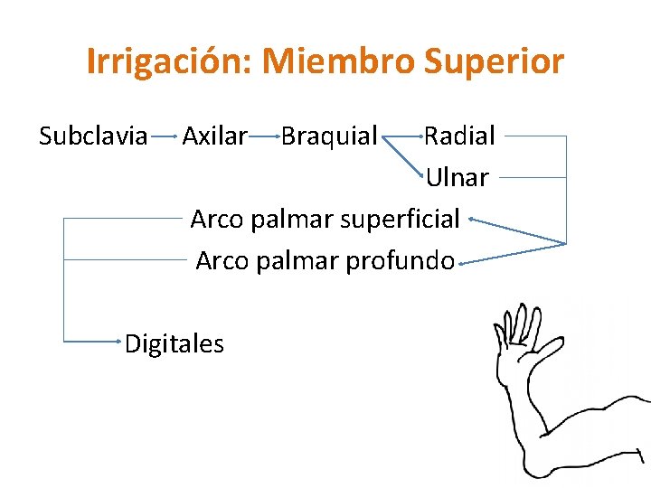 Irrigación: Miembro Superior Subclavia Axilar Radial Ulnar Arco palmar superficial Arco palmar profundo Digitales Irrigación: Miembro Superior Subclavia Axilar Radial Ulnar Arco palmar superficial Arco palmar profundo Digitales