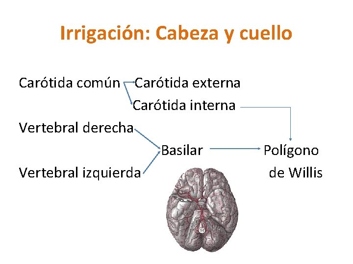 Irrigación: Cabeza y cuello Carótida común Carótida externa Carótida interna Vertebral derecha Basilar Vertebral Irrigación: Cabeza y cuello Carótida común Carótida externa Carótida interna Vertebral derecha Basilar Vertebral
