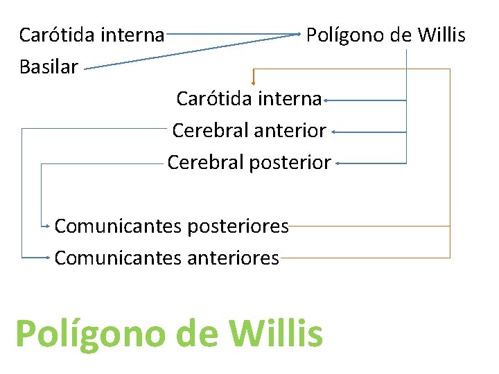 Carótida interna Basilar Polígono de Willis Carótida interna Cerebral anterior Cerebral posterior Comunicantes posteriores Carótida interna Basilar Polígono de Willis Carótida interna Cerebral anterior Cerebral posterior Comunicantes posteriores