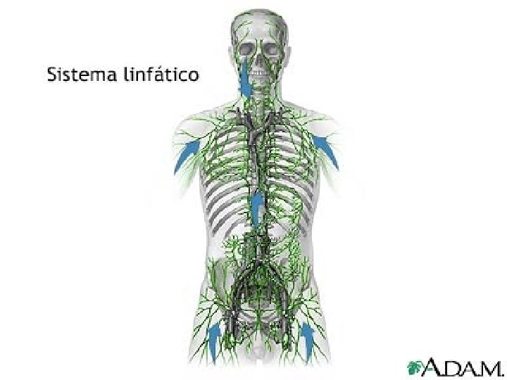 ☻La linfa e il sistema linfatico ☻Il sistema immunitario e la salute dell’uomo ☻Infezioni