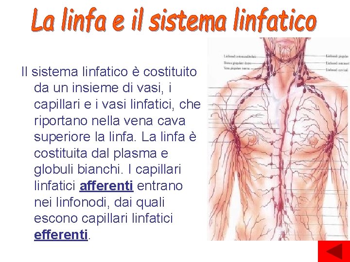 Il sistema linfatico è costituito da un insieme di vasi, i capillari e i