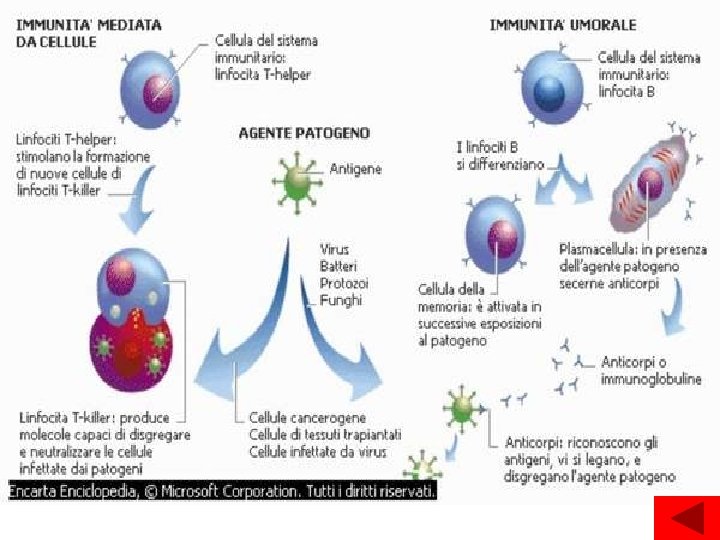 Il sistema immunitario è l’insieme degli organi che difendono l’organismo dall’azione degli antigeni. Gli