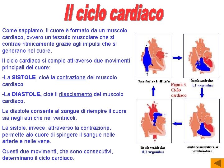 Come sappiamo, il cuore è formato da un muscolo cardiaco, ovvero un tessuto muscolare