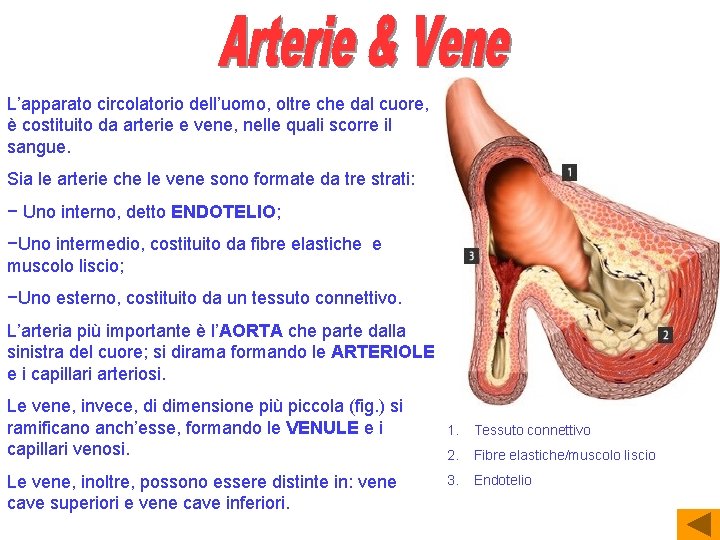 L’apparato circolatorio dell’uomo, oltre che dal cuore, è costituito da arterie e vene, nelle