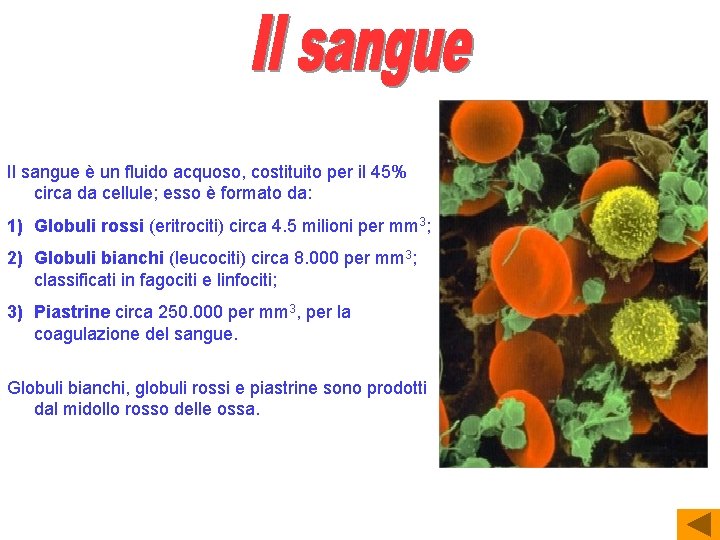 Il sangue è un fluido acquoso, costituito per il 45% circa da cellule; esso