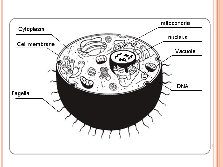 Cytoplasm mitocondria nucleus Cell membrane Vacuole DNA flagella 